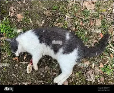 Des lune et des lune plus tard le lieutenant meurt et tu est la nouvelle lieutenante