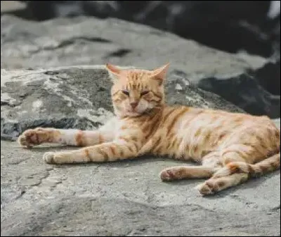 &Eacute;toile d'&eacute;pine est morte ! tu doit a pr&eacute;sent choisir un lieutenant