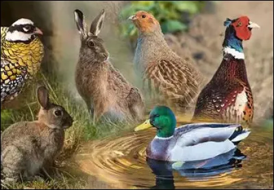 Que choissi tu sur le tas de gibier ?