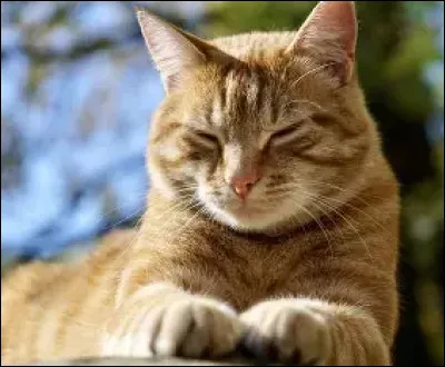 Tu es donc nomm&eacute;e apprentie qui est ton mentor ?