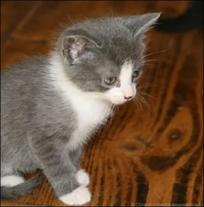 Tu rencontre un chat , Nuage D'orage , qui ne vient pas de ton clan ...
