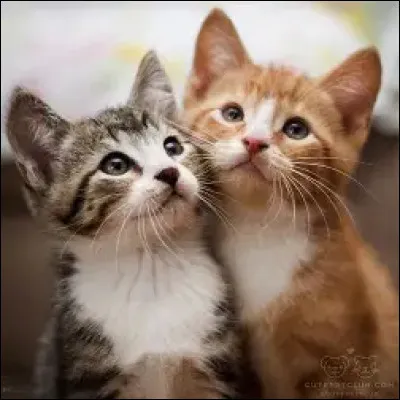 Finalement il va te voir et tr&egrave;s vite vous devenez amis , au moment de partir il te propose de se retrouver le lendemain a la frontiere de vos deux clan .