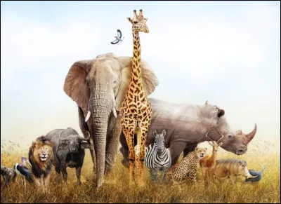 Quel est ton animal pr&eacute;f&eacute;r&eacute; ? (2)