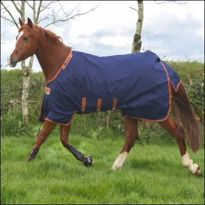 Et maintenant, qu'y a-t-il sur le dos de ce cheval ?