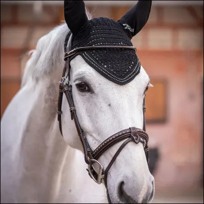 Qu'a-t-il sur ses oreilles ?