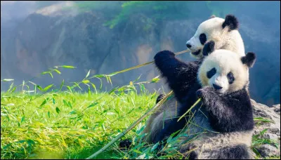 Dans quelles couleurs veux-tu que soient les tons de l'image ?