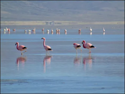 &Agrave; la fronti&egrave;re de la Bolivie quelle r&eacute;gion argentine abrite la lagune de los Pozuelos ?