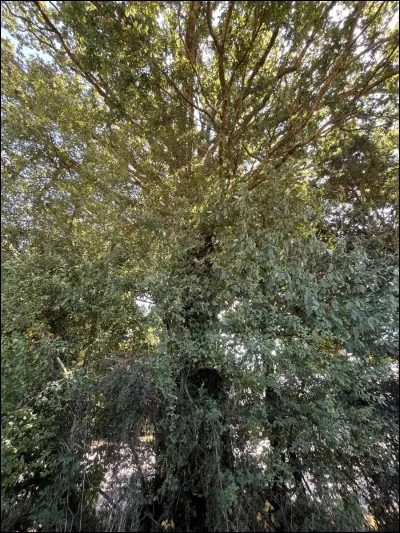 Qui est mort avant l'autre ?