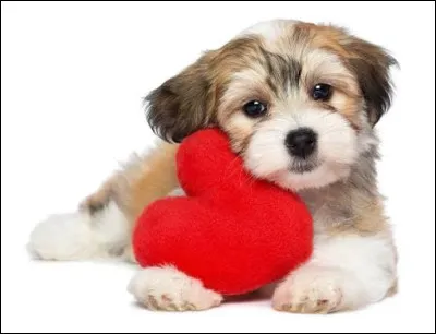 Quel est le nom de l'animal qui tient le c�ur ?