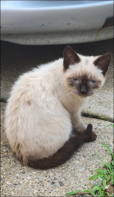 Tu viens d’&ecirc;tre nomm&eacute; apprenti, tu t’appelles nuage de n&eacute;nuphar, ton mentor Te dit d’aller enlever les tiques des anciens et refaire leur ni de mousse. Comment r&eacute;agis-tu ?