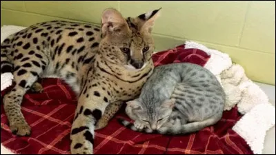 Tu remarques que œil de vip&egrave;re (un guerrier ou une guerri&egrave;re) et tr&egrave;s sympathique avec toi, et peut-&ecirc;tre m&ecirc;me qu’elle(ou qu’il) est amoureux/amoureuse de toi… qu’est-ce que &ccedil;a te fait quand tu y penses ?