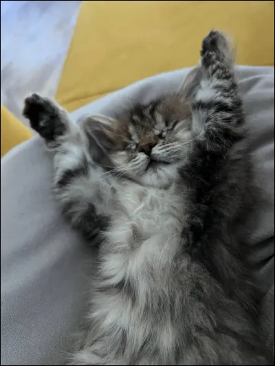 Elle vient finalement te d&eacute;clarer son amour pour toi et vous finissez par &ecirc;tre ensemble. Vous avez combien de chatons ?