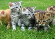 Test Ta vie dans lgdc ;2; ton pelage