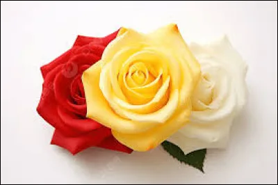 Quelle est la couleur de la rose symbolisant l'amour ?