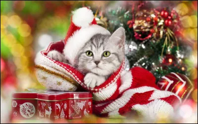 Veux-tu qu'il y ait un ou plusieurs chats sur ton fond d'&eacute;cran ?