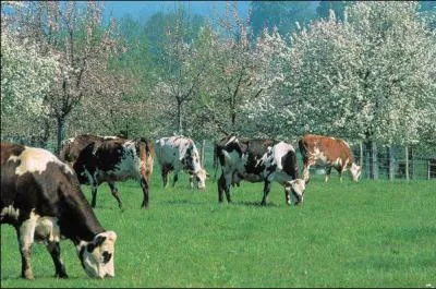 Quel pays normand a obtenu une AOC pour son cidre ?