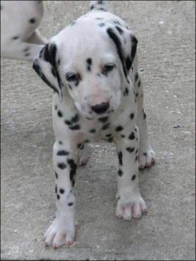 Comment se nomme sa race ?