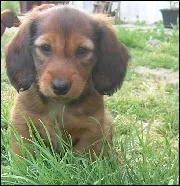 Quelle est sa race ?