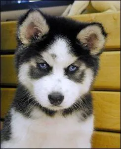 Comment se nomme sa race ?