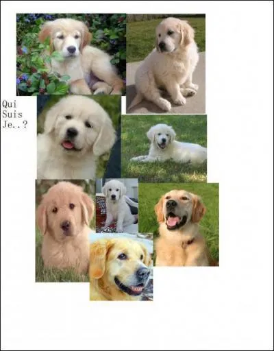 Comment se nomme sa race ?