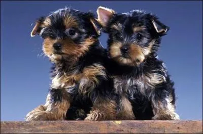 Comment se nomme sa race ?