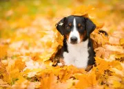 Test Es-tu un chien ?