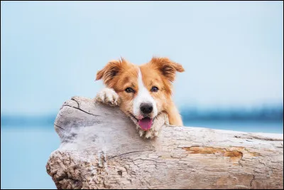 Doit-on &eacute;crire : le, la ou l� chien ?