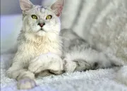 Quiz Pelage de Granit... de LGDC !