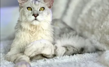 Quiz Litt�rature, po�sie