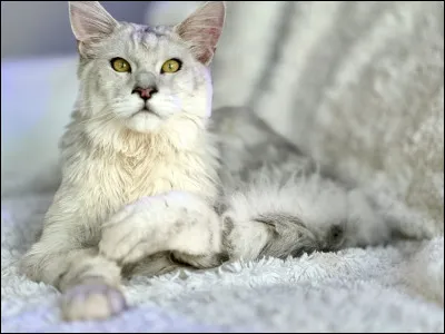 Quel est son nom de chaton ?