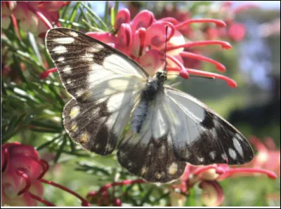 Quel est le nom de cet insecte en J, un papillon d'Indon&eacute;sie ?