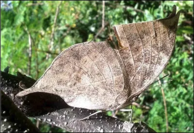 Quel est le nom de cet insecte en K, un papillon d'Asie ?