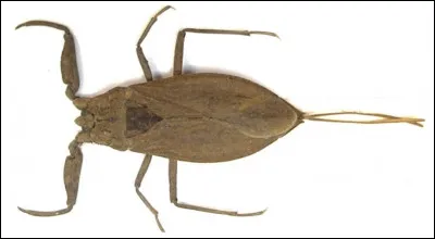 Quel est le nom de cet insecte en N, sorte de scorpion aquatique pr&eacute;dateur ?