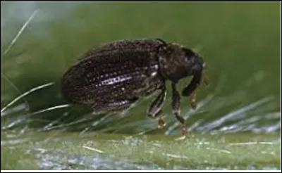 Quel est le nom de cet insecte en O, un charan&ccedil;on qui d&eacute;vore les feuilles des arbres ?