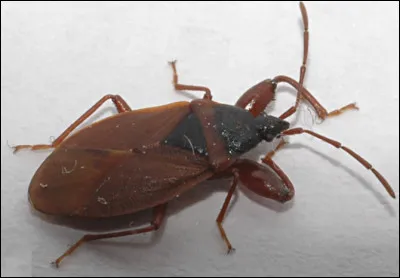 Quel est le nom de cet insecte en P, un piqueur suceur minuscule qui se nourrit du sang de l'homme et des animaux ?