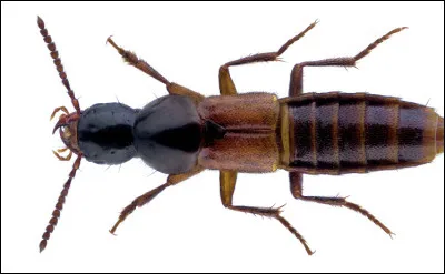 Quel est le nom de cet insecte en Q, un col&eacute;opt&egrave;re qui habite dans les ordures ?