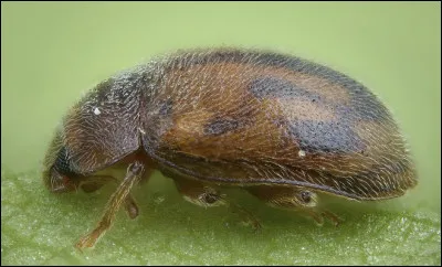 Quel est le nom de cet insecte en R de la famille des coccinelles ?