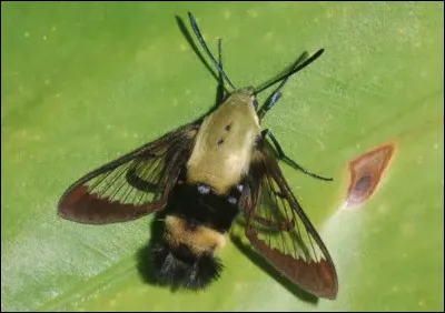 Quel est le nom de cet insecte en S, un papillon aux moeurs cr&eacute;pusculaires ?