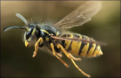 Quel est le nom de cet insecte en A qui produit du miel et de la cire ?
