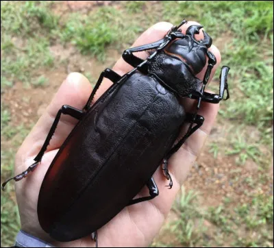 Quel est le nom de cet insecte en T, un gros scarab&eacute;e des for&ecirc;ts amazoniennes ?