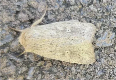 Quel est le nom de cet insecte en U d'Am&eacute;rique du Sud, destructeur des plantes ?