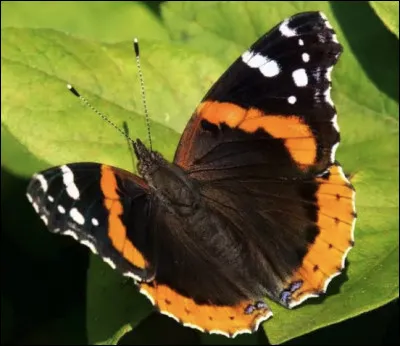 Quel est le nom de cet insecte en V, un papillon commun de la France m&eacute;tropolitaine ?