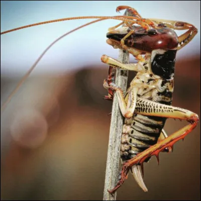 Quel est le nom de cet insecte en W, une esp&egrave;ce tr&eacute;s ancienne (16 millions d'ann&eacute;es) de Nouvelle-Z&eacute;lande ?