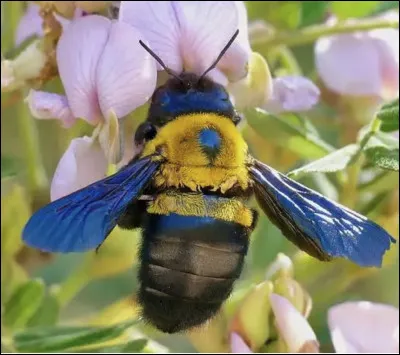 Quel est le nom de cet insecte en X,une abeille charpenti&egrave;re qui fore le bois mort pour pondre ses oeufs ?