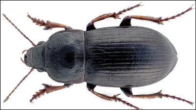 Quel est le nom de cet insecte en Z, un col&eacute;opt&egrave;re qui d&eacute;truit les cultures c&eacute;r&eacute;ali&egrave;res ?