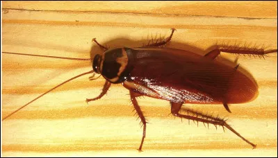 Quel est le nom de cet insecte en B aux ailes sans usage ?