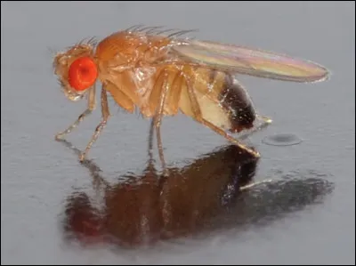 Quel est le nom de cet insecte en D appel&eacute; "mouche du vinaigre" ?