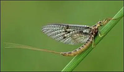 Quel est le nom de cet insecte en E dont la dur&eacute;e de vie ne d&eacute;passe pas quelques jours ?