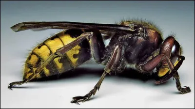 Quel est le nom de cet insecte en F, une grosse gu&ecirc;pe &agrave; corselet noir ?