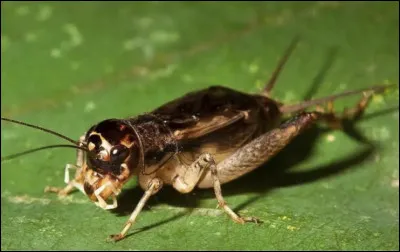 Quel est le nom de cet insecte en G, un orthopt&egrave;re sauteur et fouisseur &agrave; grosse t&ecirc;te ?